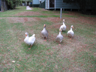 カンガルーに会えるファームステイ